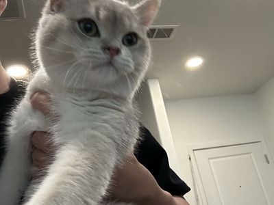 Male British shorthair silver