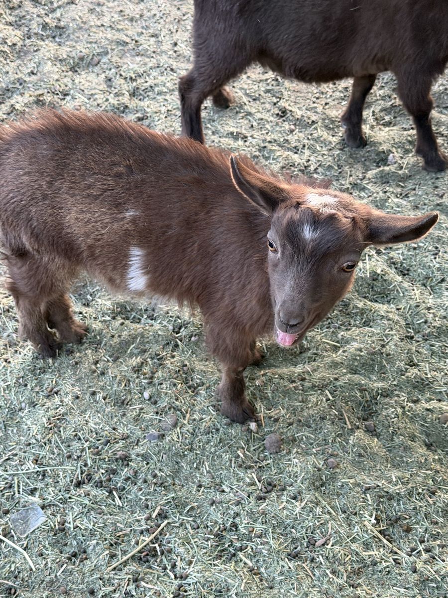 ADGA Nigerian dwarf buckling