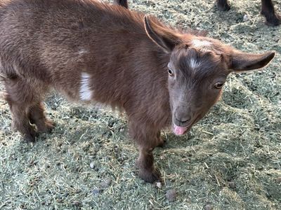 ADGA Nigerian dwarf buckling