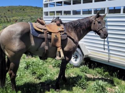 Papered Grulla Gelding