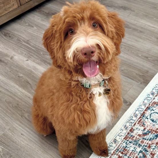 Free Mini Goldendoodle 