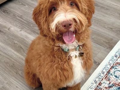 Free Mini Goldendoodle