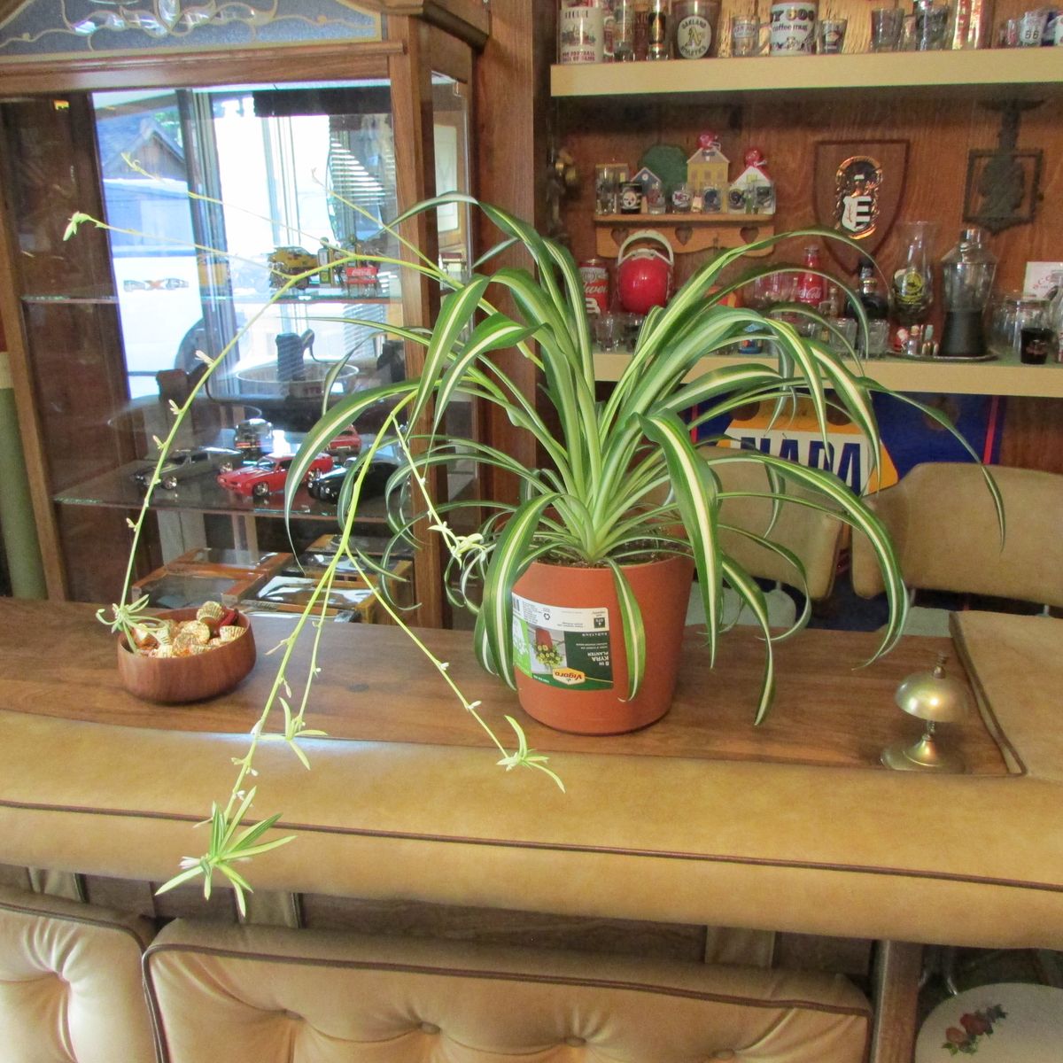 Potted Spider Plant in Vigoro 8 Inch Plastic Planter Pot