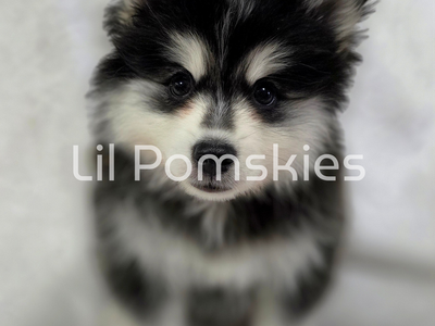 Pomsky Puppies