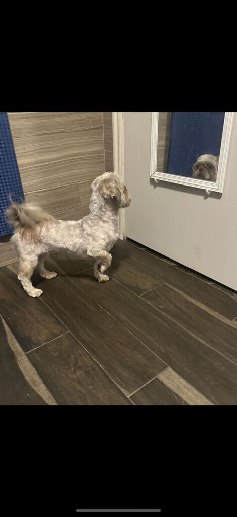 Shih Tzu Shitzu Shihtzu