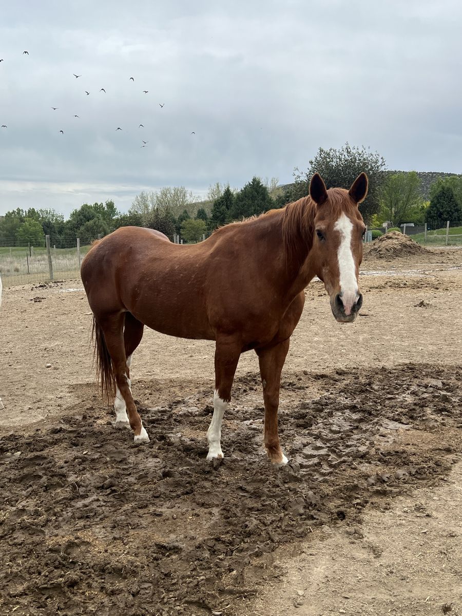 Great kids horse
