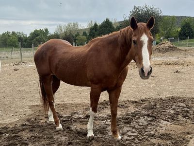 Great kids horse