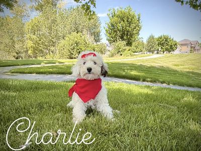 AKC mini poodle puppies