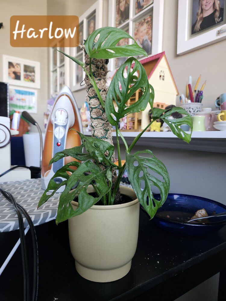 Swiss Cheese Monstera “Harlow” Thriving & Lush