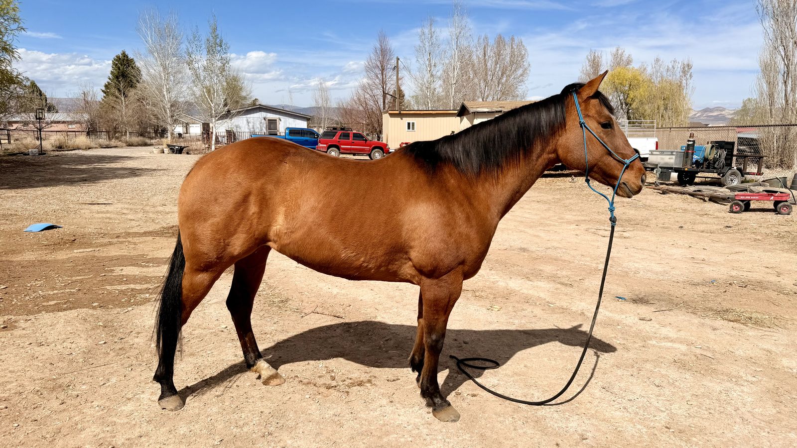9yr Old AQHA Mare
