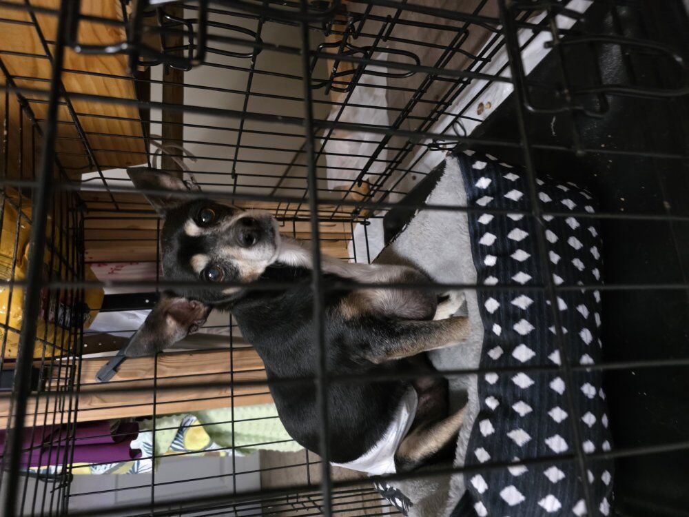 Rehome our beloved Dog