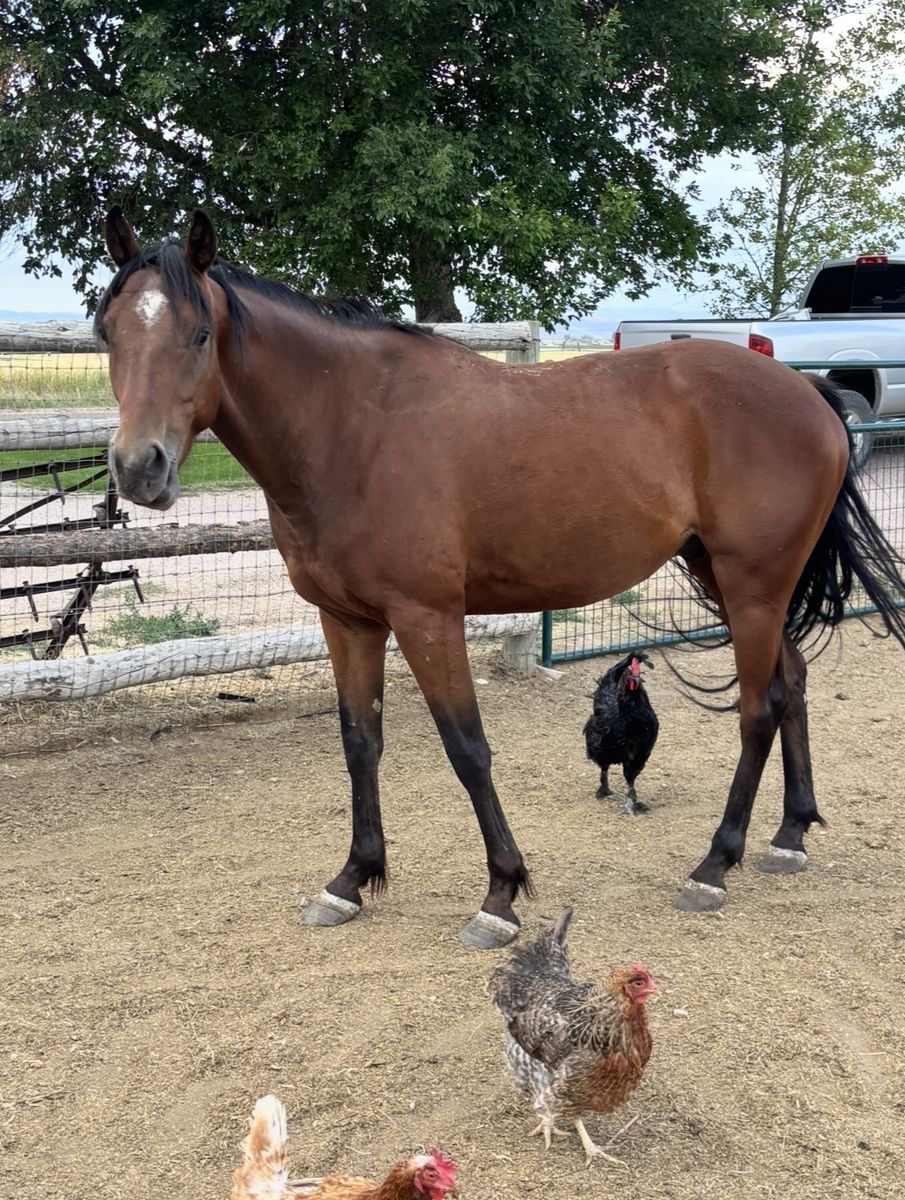3 year old grade gelding