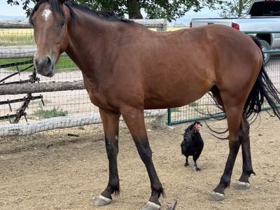 3 year old grade gelding