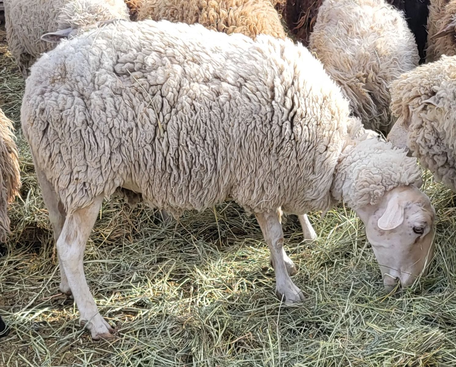 Dairy ram and ewe pair