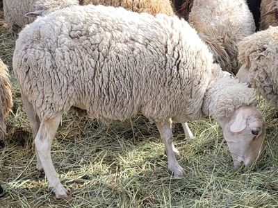 Dairy ram and ewe pair