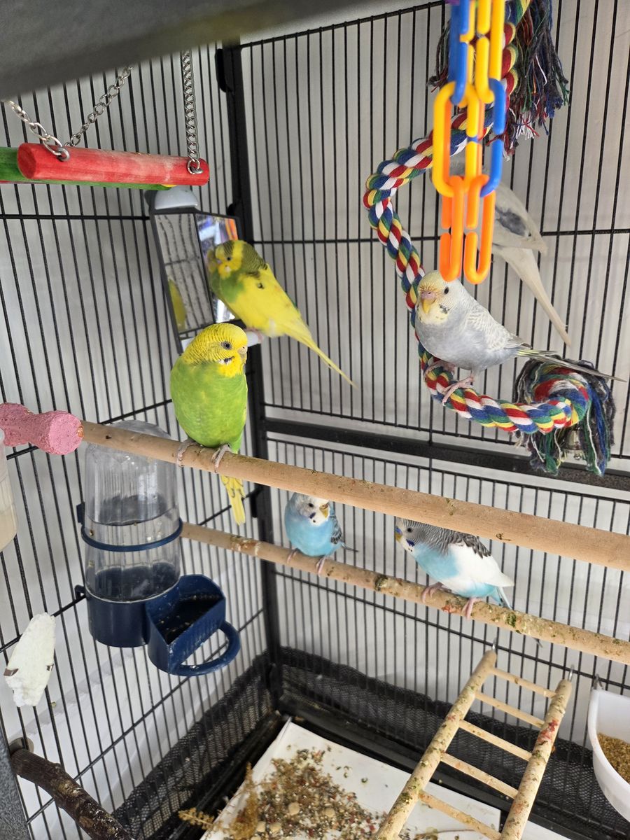 6 buddies, cage, climbing toys, food, tons of supplies