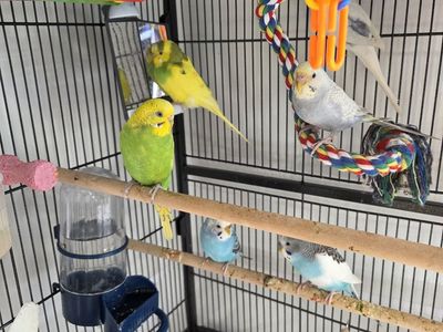 6 buddies, cage, climbing toys, food, tons of supplies