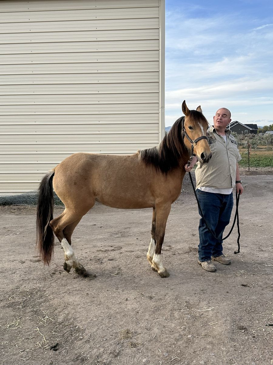 Paso Fino Filly (Marisol)– Well Started – Diablo Bloodlines – 14–15hh