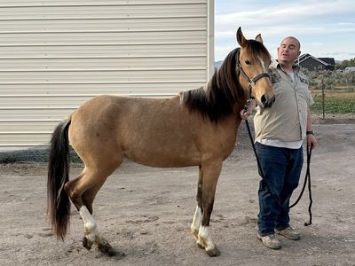 Paso Fino Filly (Marisol)– Well Started – Diablo Bloodlines – 14–15hh