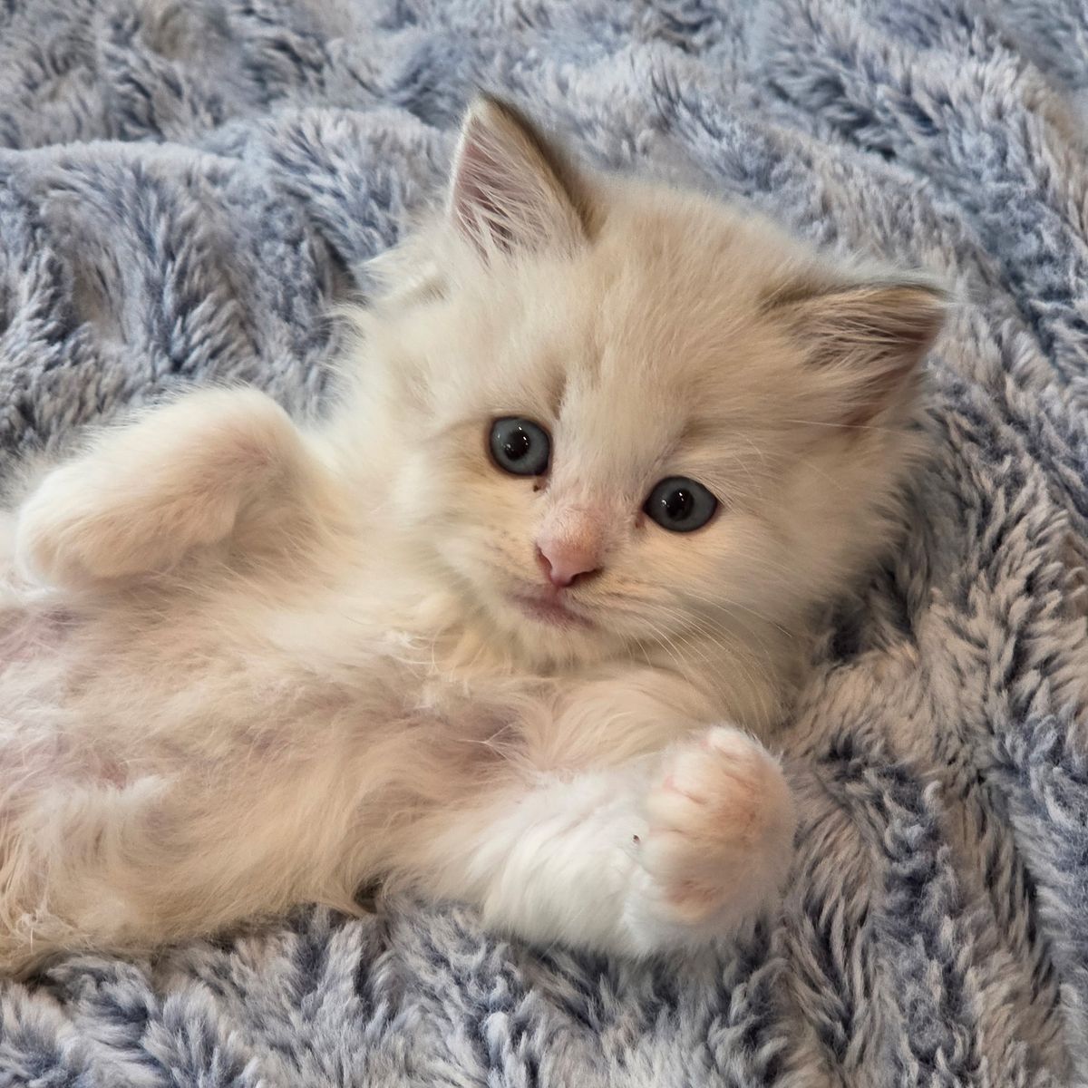Siberian kittens raised in our home