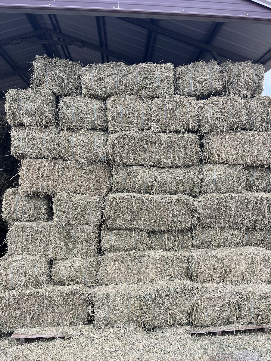 2nd crop Alfalfa Hay