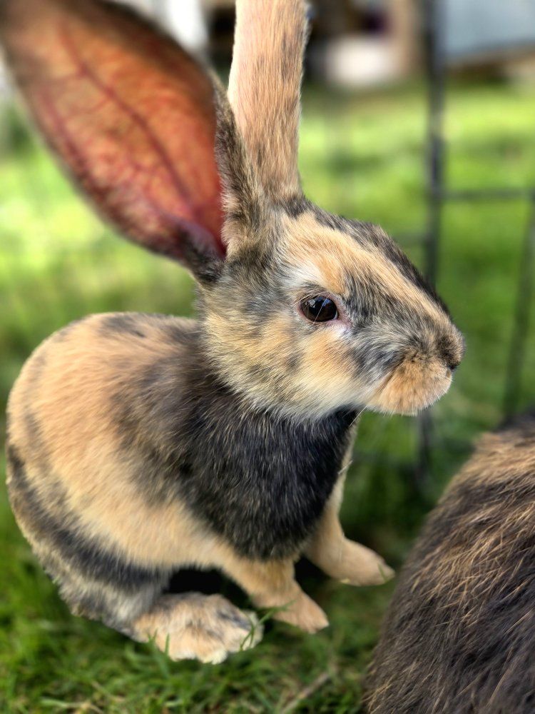 Japanese Harlequin Bunny Rabbit Kits