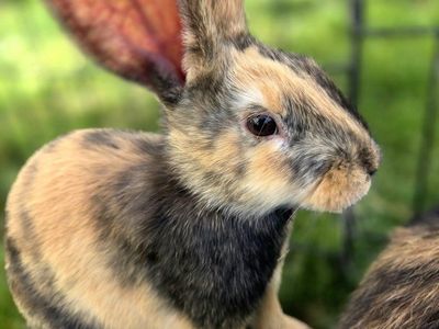 Japanese Harlequin Bunny Rabbit Kits