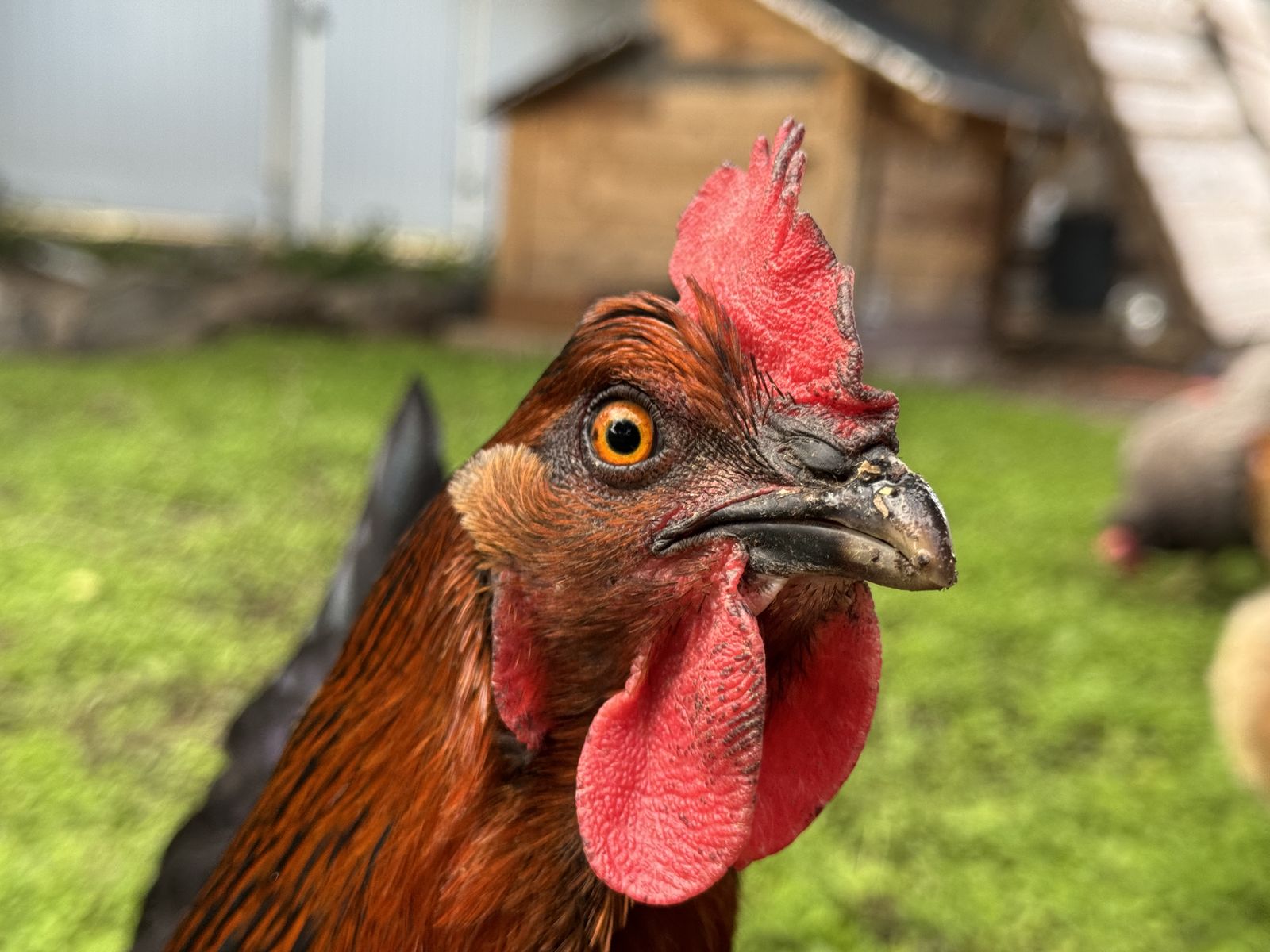 Farm fresh dinosaur eggs! Upgraded with Modern Age chicken embryos!