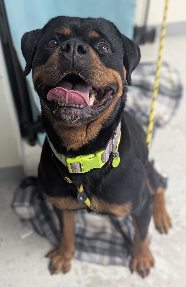 Available for adoption! A164203 Porshia!