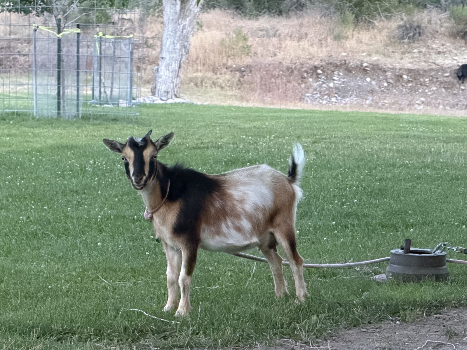 Baby Goats - Adorable Farm Animals Nigerian