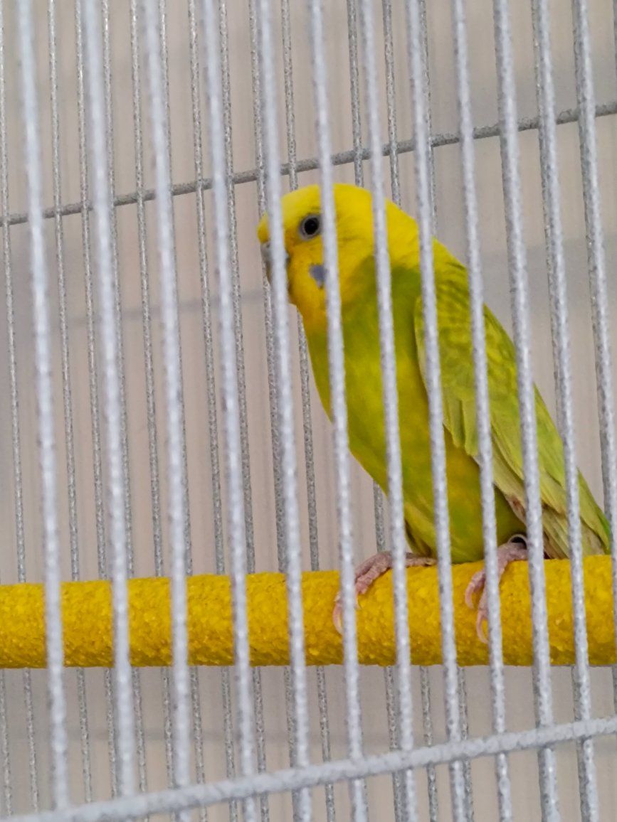 female budgie, age unknown