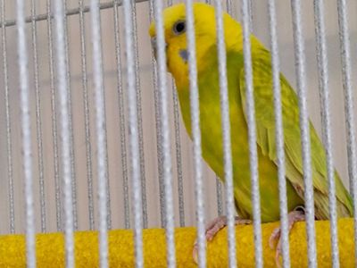 female budgie, age unknown