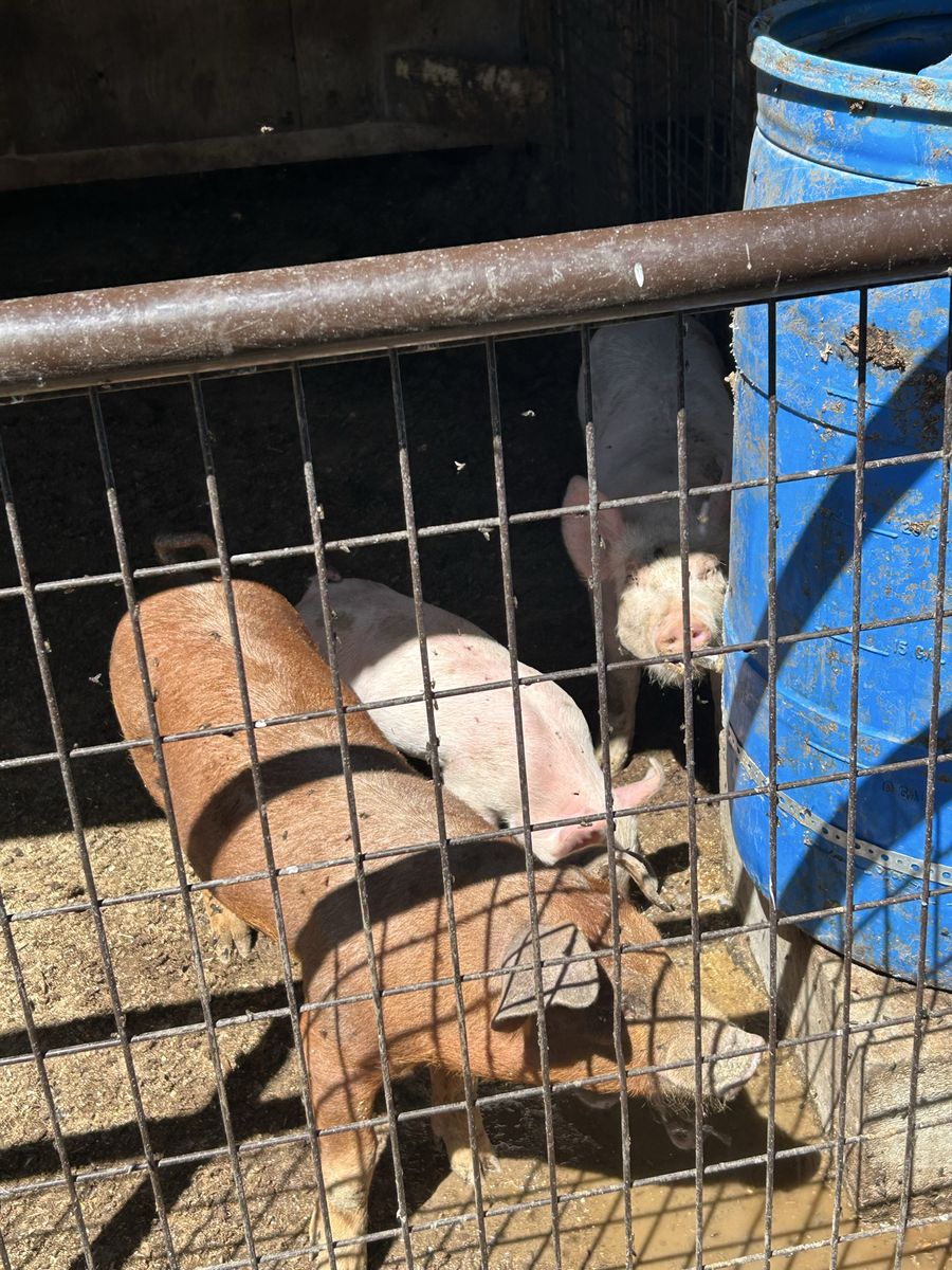 Wiener pigs