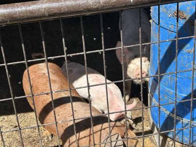 Wiener pigs