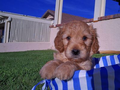F1 Golden Doodles Price Reduced