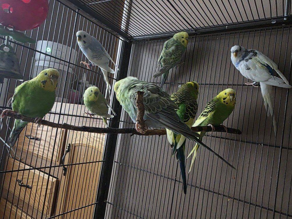 parakeets