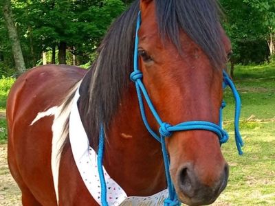 4 Yr Fox Trotter (Foxtrotter) Gelding, Gaited