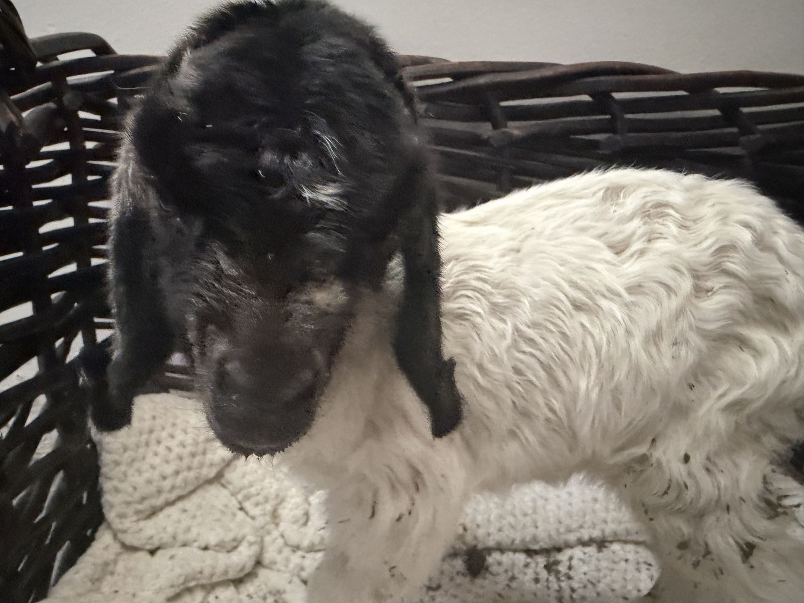 Bottle feed boer goat