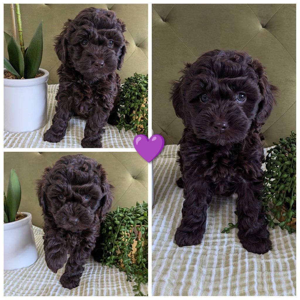 F1B Cockapoo Puppies