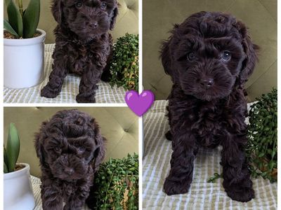 F1B Cockapoo Puppies