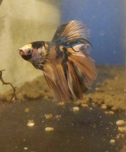 import halfmoon Betta.