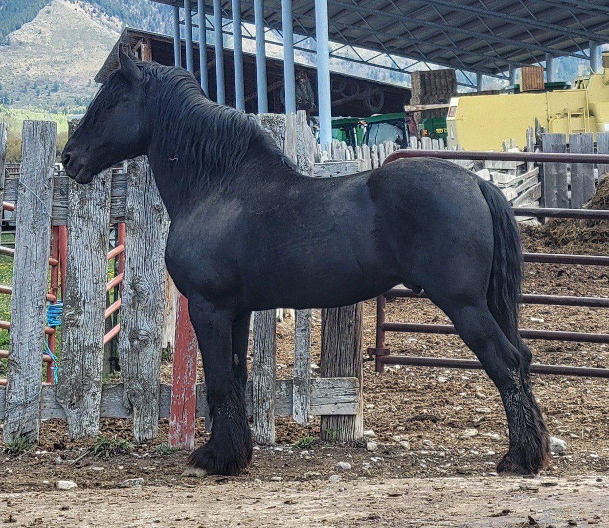 Registered Percheron Standing Stud