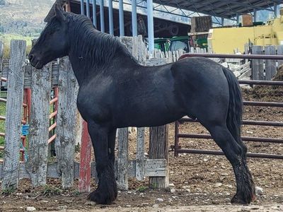 Registered Percheron Standing Stud