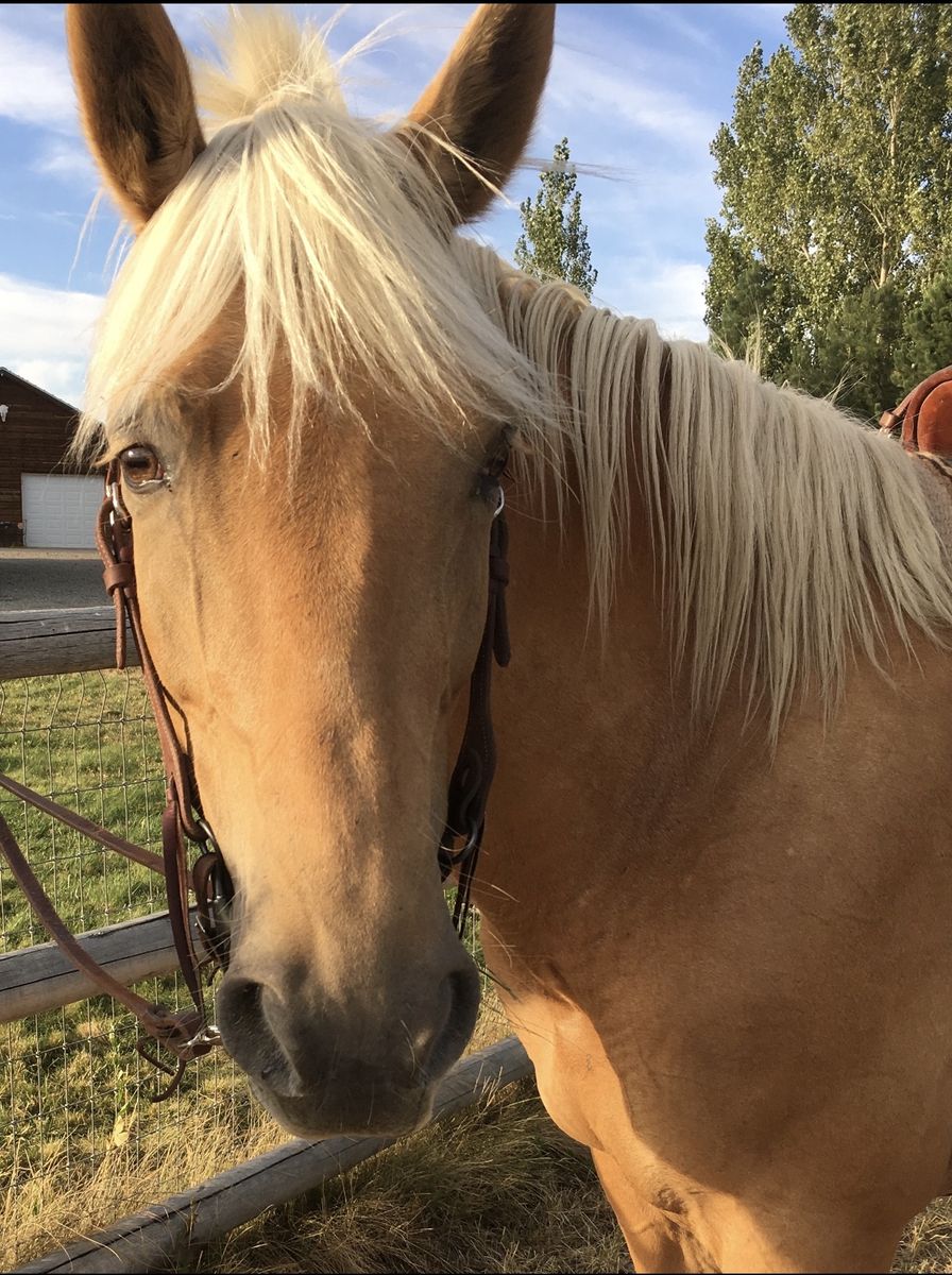 Registered TWH Palomino Mare 