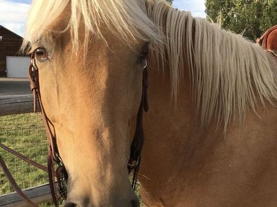 Registered TWH Palomino Mare