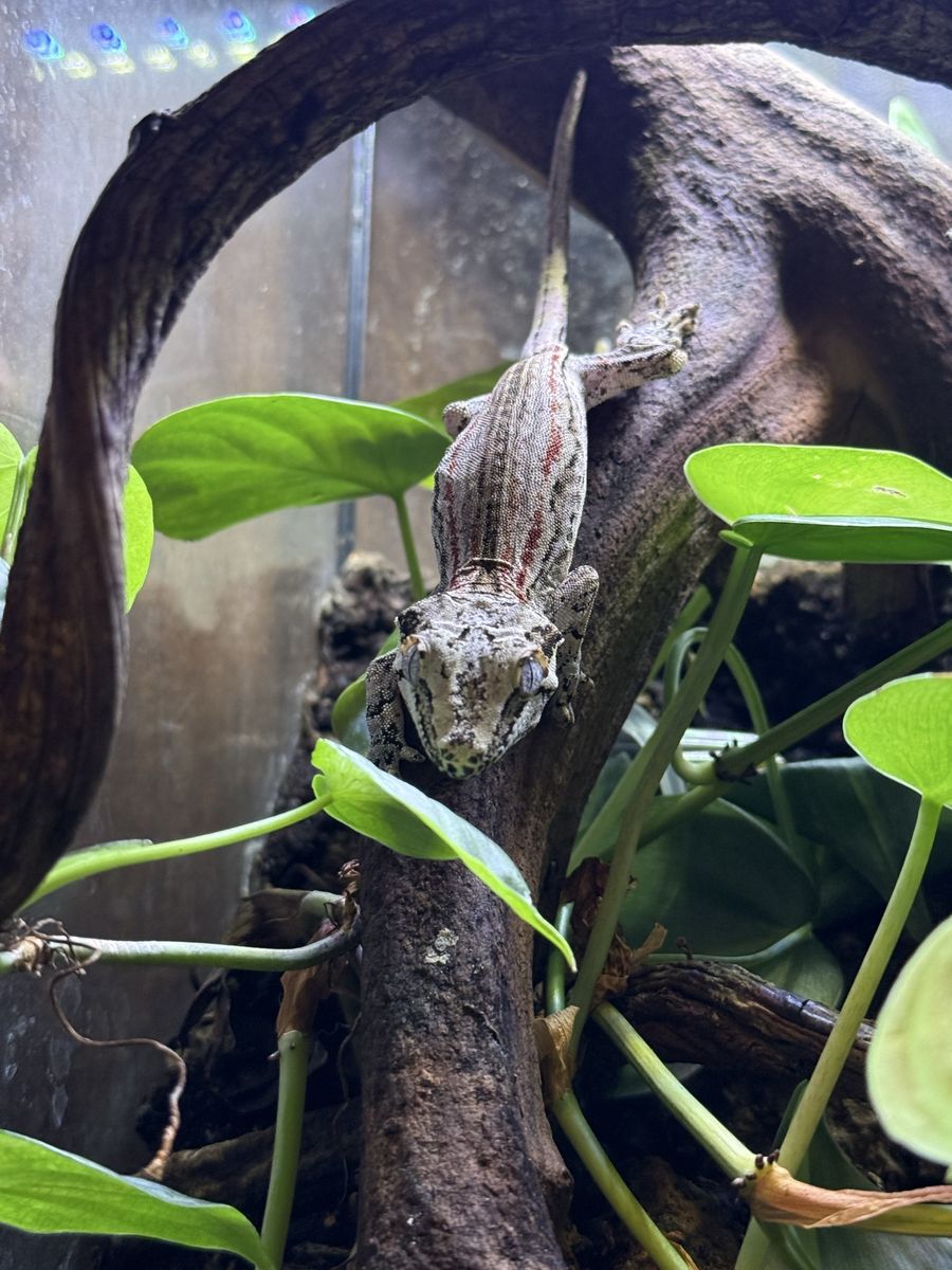Gargoyle gecko