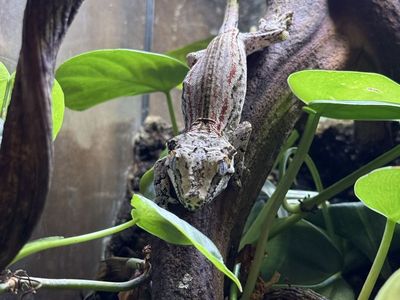 Gargoyle gecko