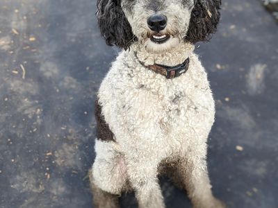35 lb AKC Standard Poodle Seeks New Home