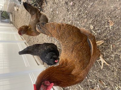 Easter Egger Chickens