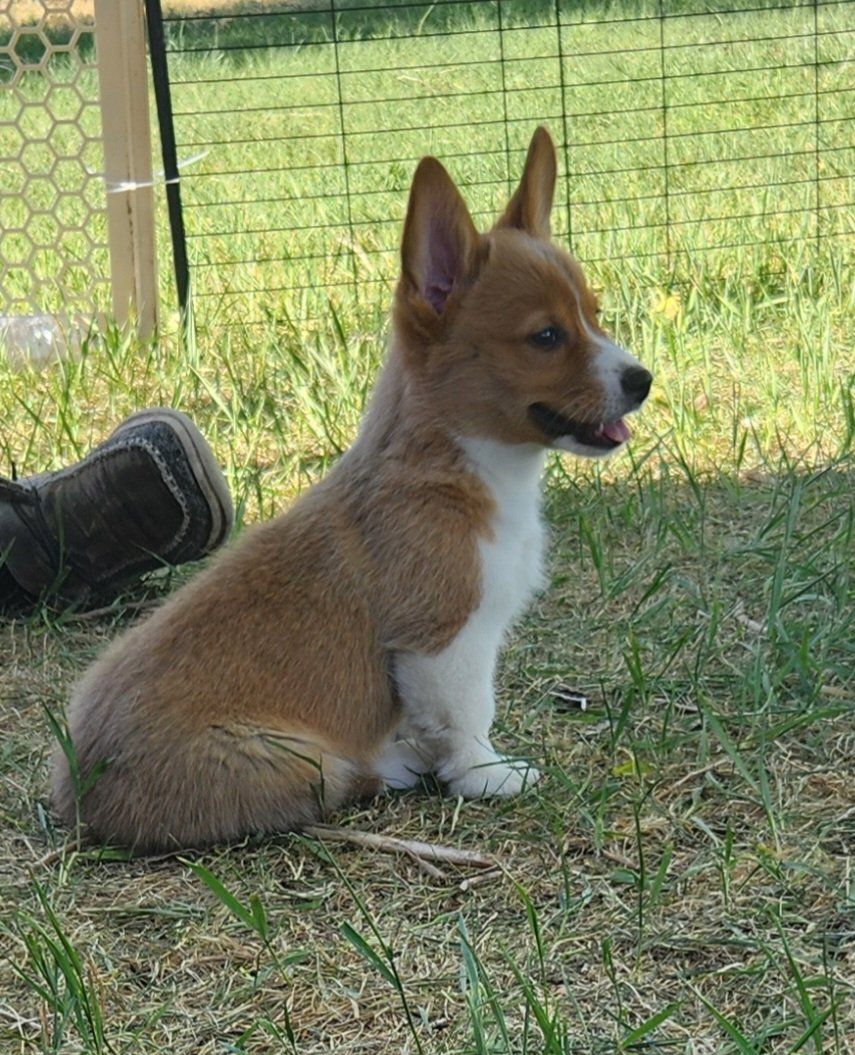 akc Pembroke Welsh Corgis